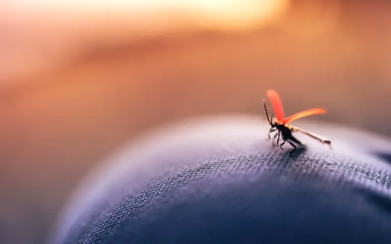 comment repousser les moustiques avec du vinaigre