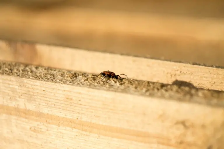 comment se debarrasser rapidement des termites